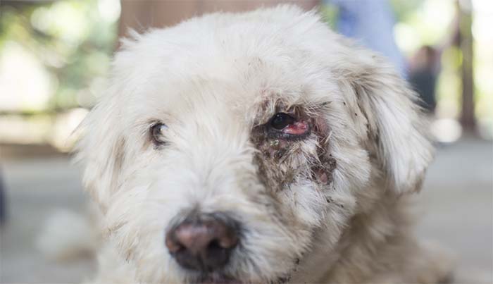 Göz kanseri olan köpek Göz kanseri olan köpek