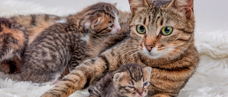Doğum Sonrası Anne Kedi ve Yavru Kedi Bakımı (Mahremiyet Alanı) Doğum Sonrası Anne Kedi ve Yavru Kedi Bakımı (Mahremiyet Alanı)