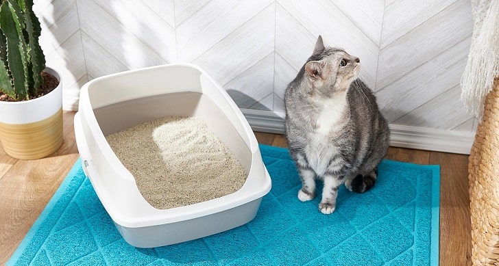 Kedi Kumu Kokusu Nasıl Giderilir?
