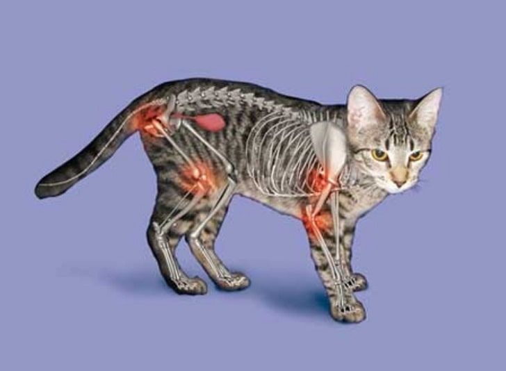 Kedi Veterinere Ne Zaman Götürülmeli (Kedilerde Artrit)