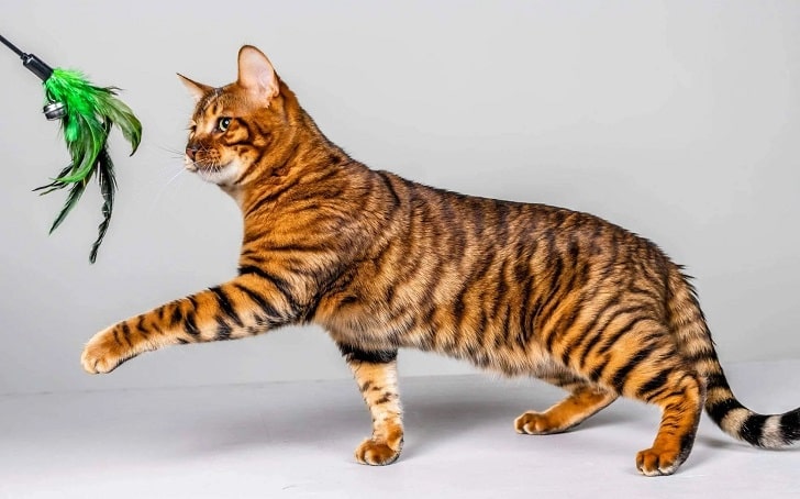 Toyger Kedisi Özellikleri, Tarihçesi ve Bakımı