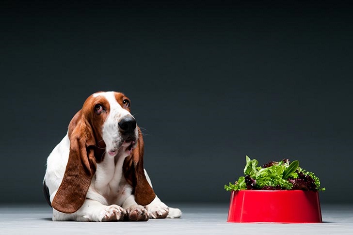 Köpekler Marul Yiyebilir mi?